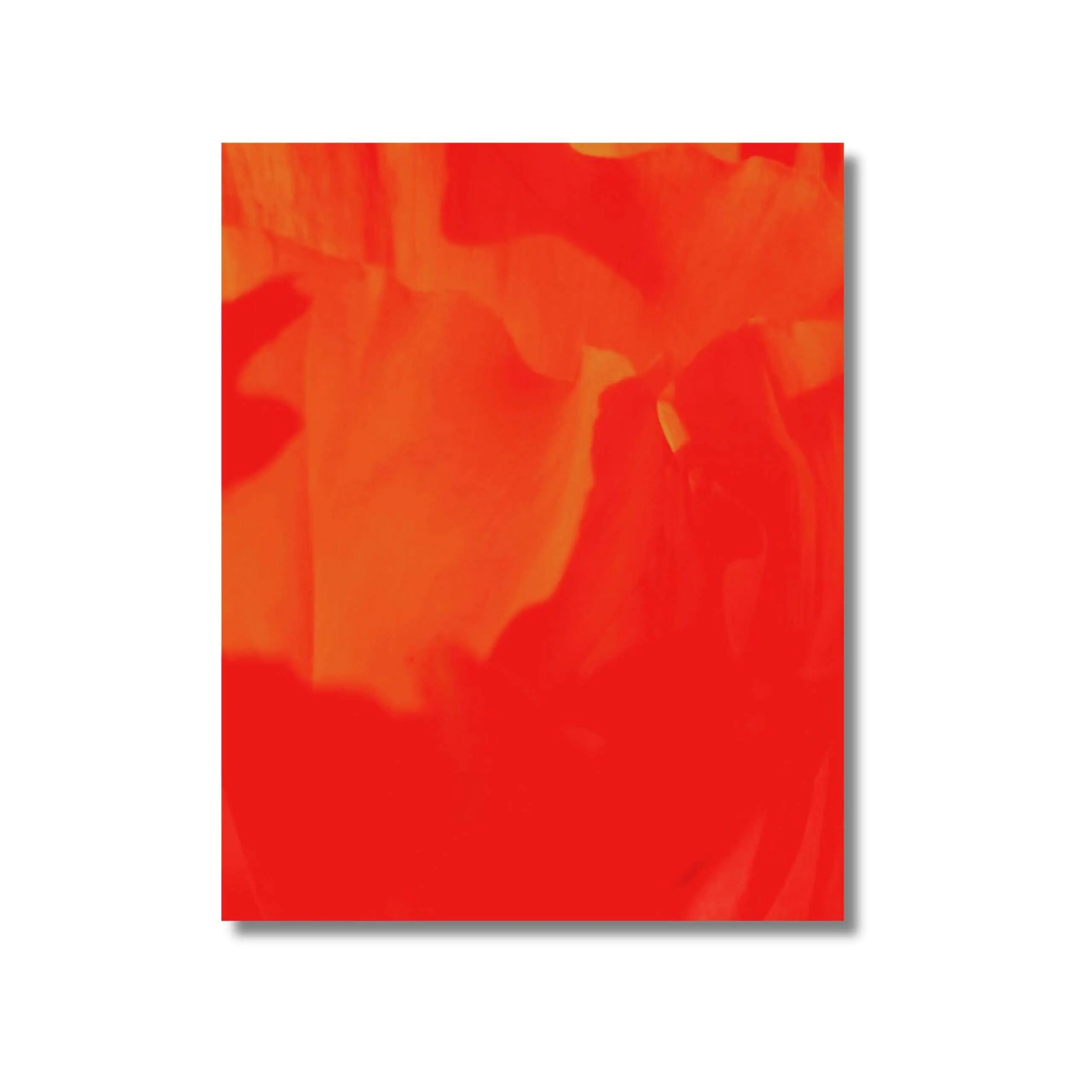 Poppy by Joe Murphy