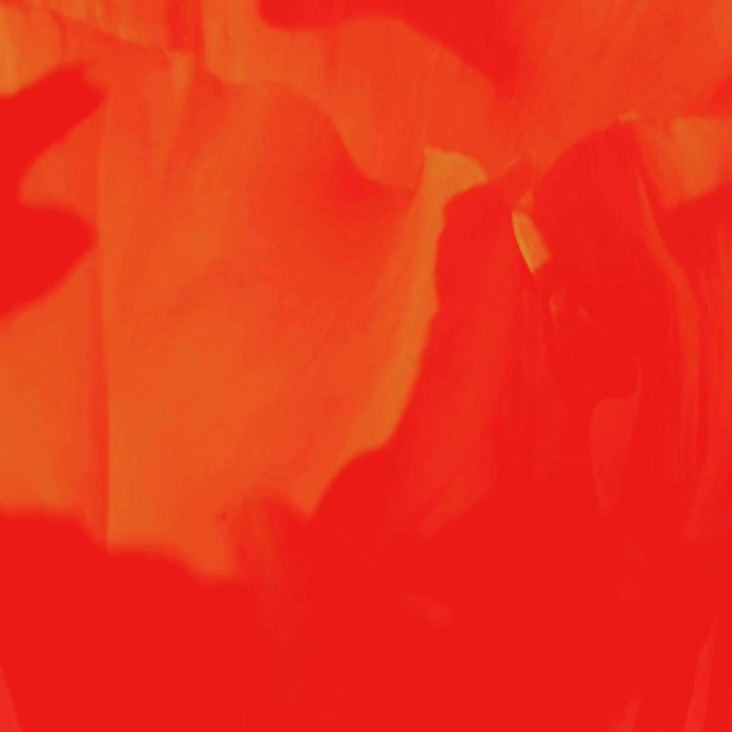 Poppy by Joe Murphy